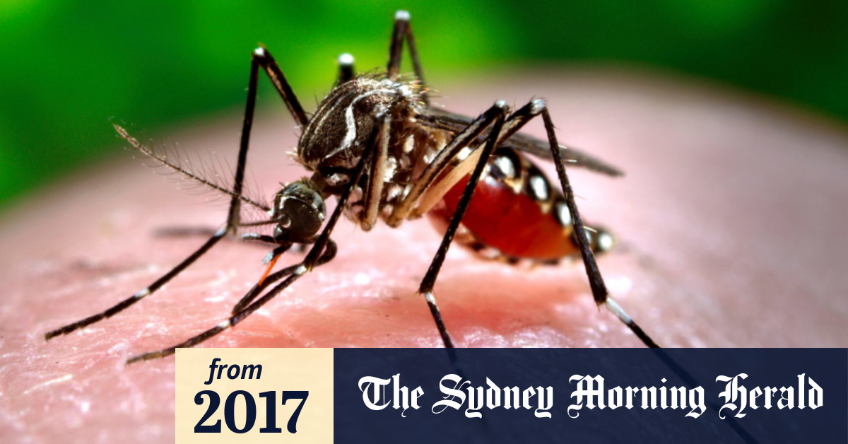 Dengue fever cases hit 20-year high in Australia